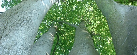 L’arbre de Vie : entre peinture et écriture