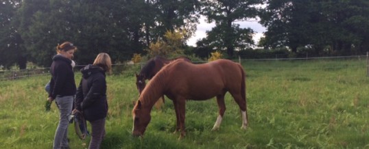 Cheval et écriture : de la relation à la création