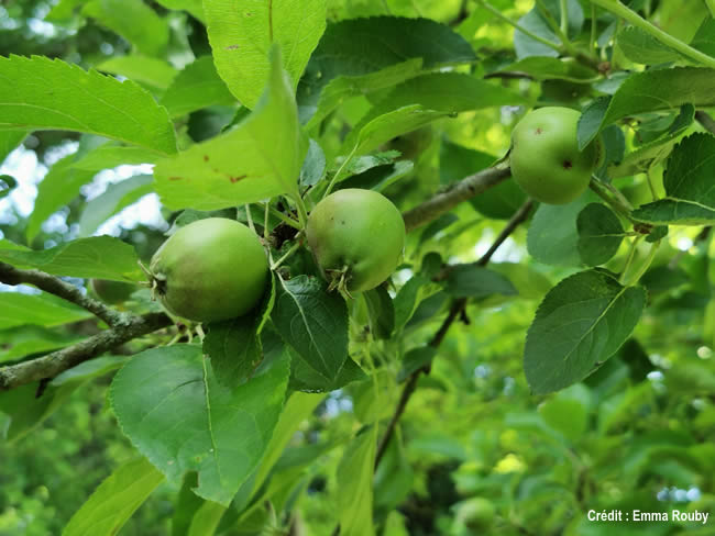 des pommes vertes dans un arbre à Assise