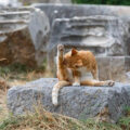 un chat une patte en l'air, semble faire du yoga