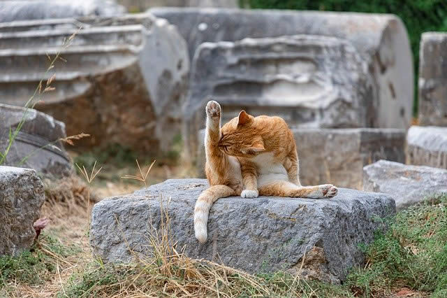 un chat une patte en l'air, semble faire du yoga