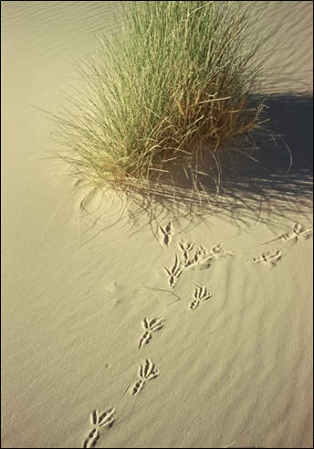 des traces d'oiseaux dans le sable et une touffe d'herbe