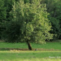 Un chat sous un arbre