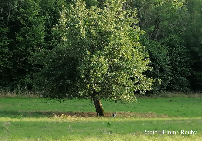 Un chat sous un arbre