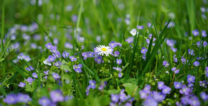 une marguerite parmi des fleurs violettes