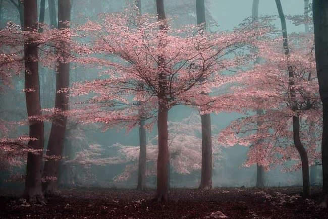 Arbres roses