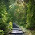 chemin forestier pour un parcours éco-spirituel