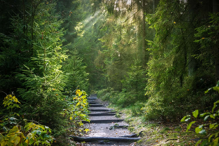 chemin forestier pour un parcours éco-spirituel