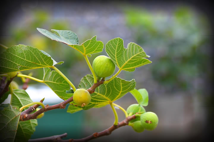 Branche de figier et ses fruits - Stage d'écriture, Assise