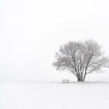 un arbre dans la neige retraite spirituelle