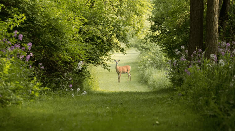 rencontre avec un jeune faon dans la forêt