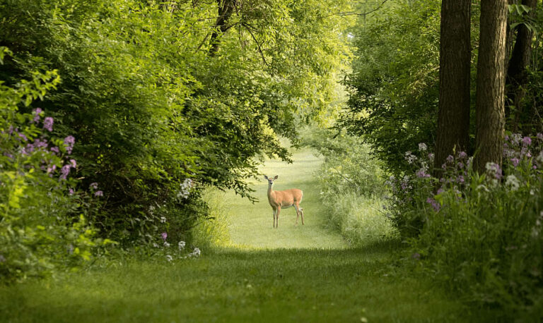 un chevreuil apparait dans la foret