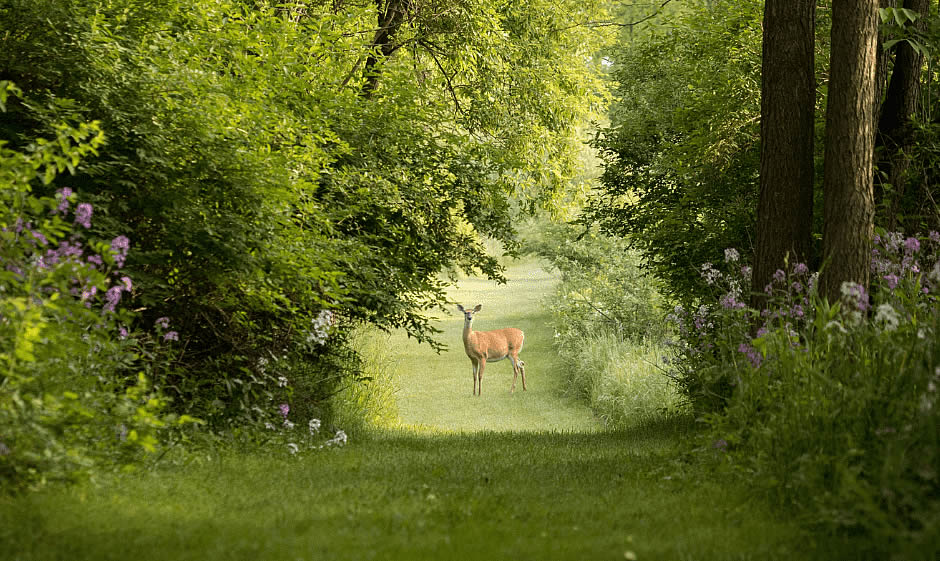 un chevreuil apparait dans la foret