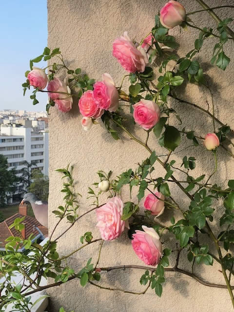 Nicole Savigny Kespi, les fleurs et le ciel à Paris