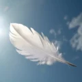 une plume