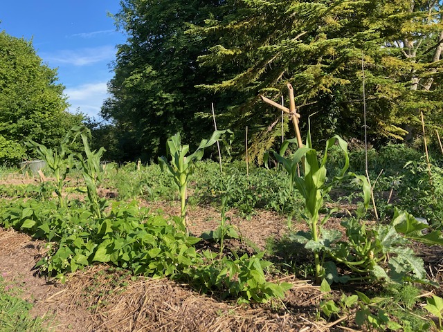 permaculture à Saint Gervais (95)