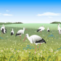 Cigognes dans une prairie- conte initiatique