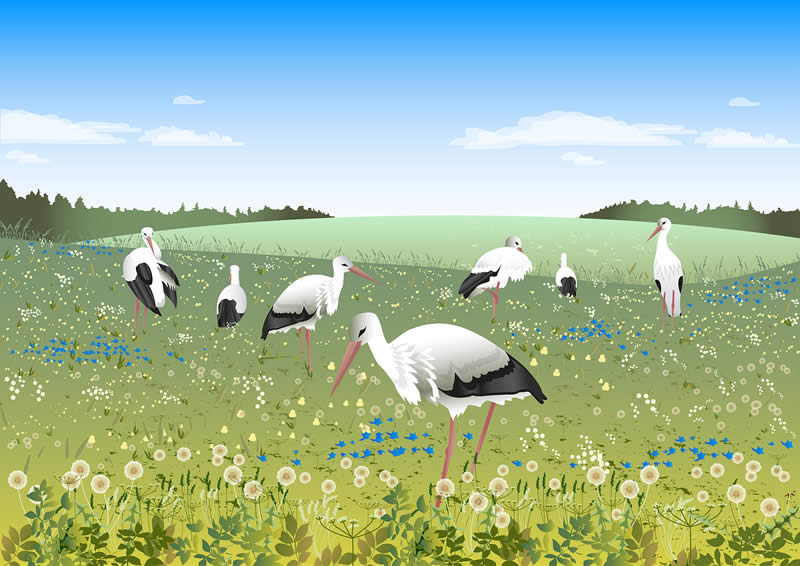 Cigognes dans une prairie- conte initiatique