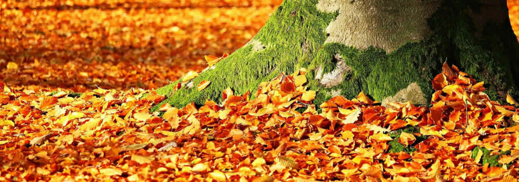 feuilles d'automne au pied d'un grand arbre