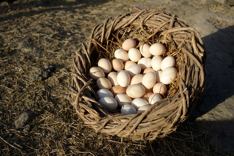 nid avec oeufs retraite écospirituelle