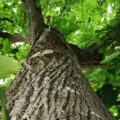 ramure d'un arbre retraite écospirituel