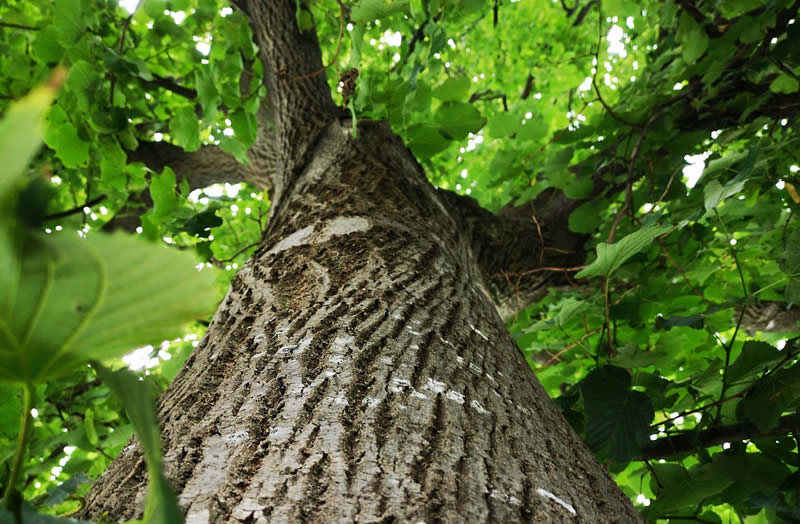 ramure d'un arbre retraite écospirituel