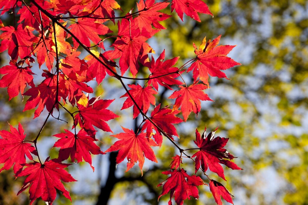 maple leaves, autumn, leaves, foliage, autumn leaves, autumn foliage, autumn colors, autumn season, fall foliage, fall leaves, fall colors, nature, maple, red leaves, red foliage, seoul, korea, dobong, seasonal, autumn, autumn, autumn, autumn, autumn, leaves, autumn leaves, korea