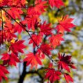 maple leaves, autumn, leaves, foliage, autumn leaves, autumn foliage, autumn colors, autumn season, fall foliage, fall leaves, fall colors, nature, maple, red leaves, red foliage, seoul, korea, dobong, seasonal, autumn, autumn, autumn, autumn, autumn, leaves, autumn leaves, korea