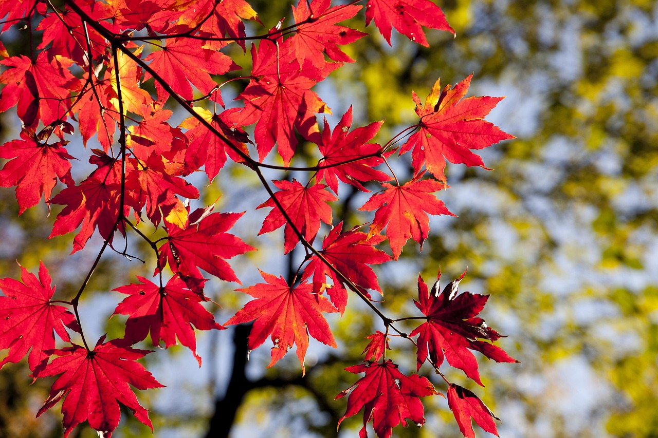 maple leaves, autumn, leaves, foliage, autumn leaves, autumn foliage, autumn colors, autumn season, fall foliage, fall leaves, fall colors, nature, maple, red leaves, red foliage, seoul, korea, dobong, seasonal, autumn, autumn, autumn, autumn, autumn, leaves, autumn leaves, korea